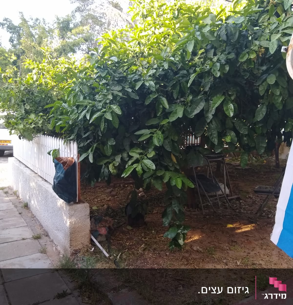עץ עם עלים ירוקים ליד גדר לבנה